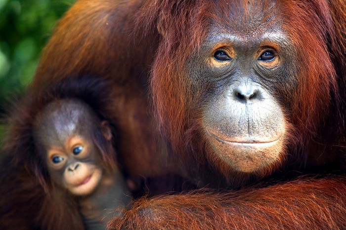 Les singes pourraient disparaître de la Terre d’ici 25 à 50 ans